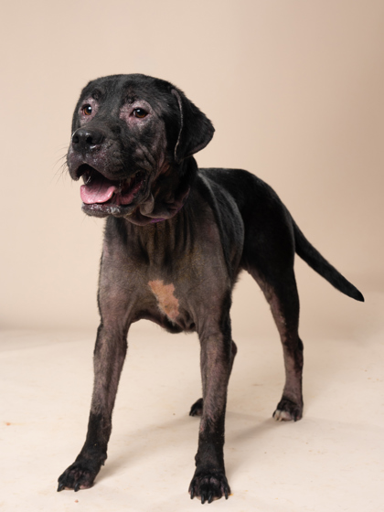 Adoptable pet photo
