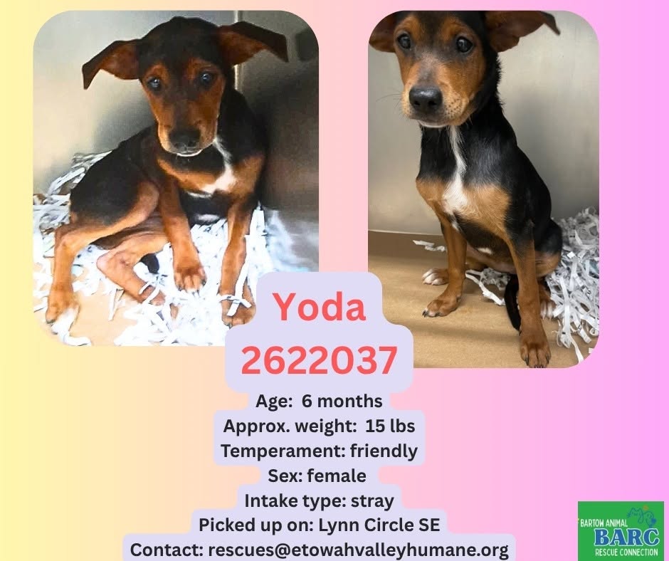 Adoptable pet photo
