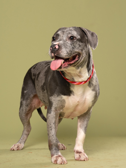 Adoptable pet photo