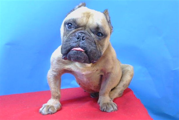 Adoptable pet photo