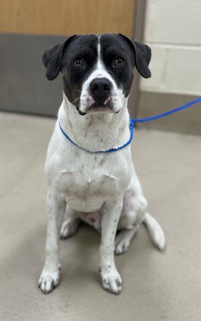 Adoptable pet photo