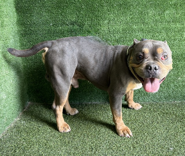 Adoptable pet photo