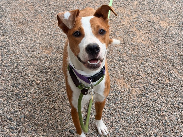 Adoptable pet photo