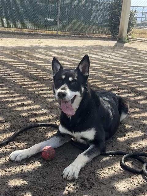 Adoptable pet photo