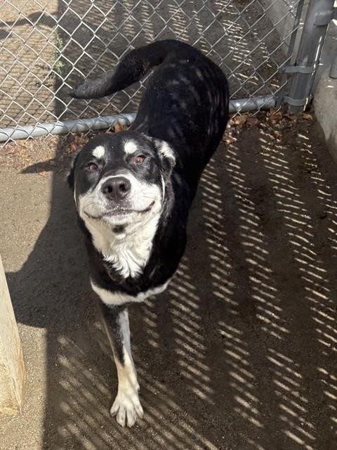 Other Photos of thie Dog