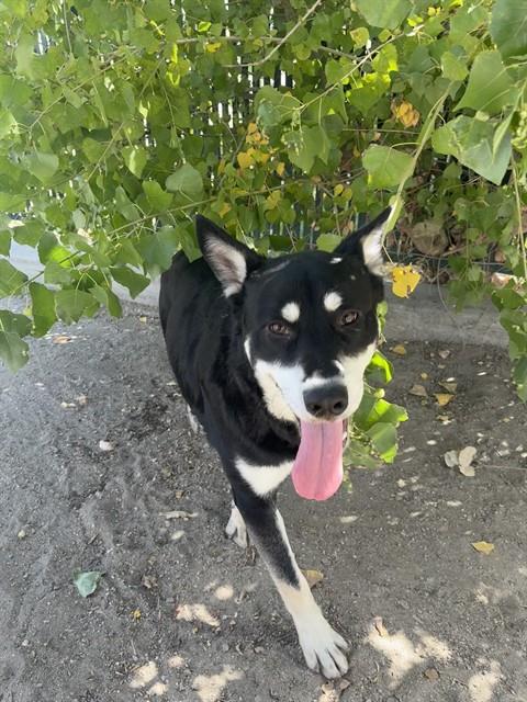 Other Photos of thie Dog