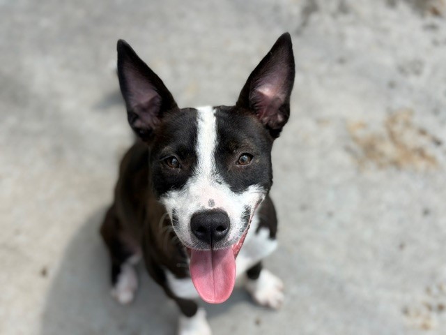 Adoptable pet photo