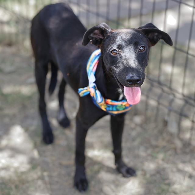 American Staffordshire Terrier (mix breed) available for adoption