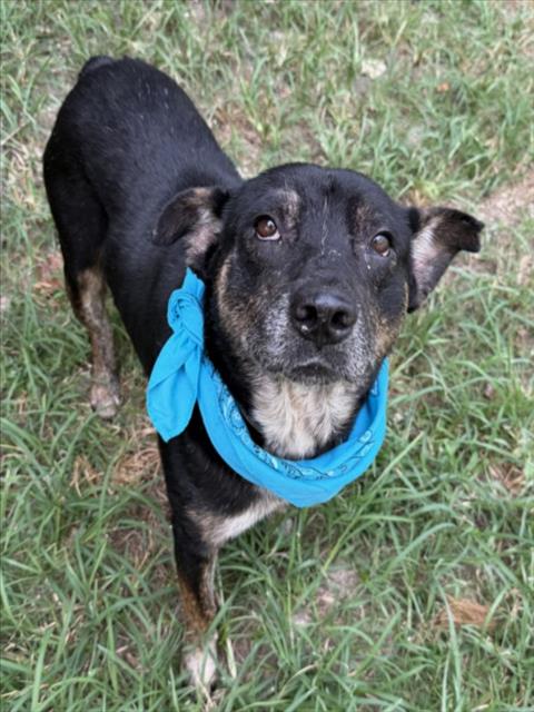 Triton, a Cattle Dog (mix breed), available for adoption
