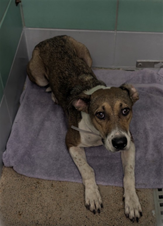 Dalila, a Staffordshire Bull Terrier (mix breed), available for adoption