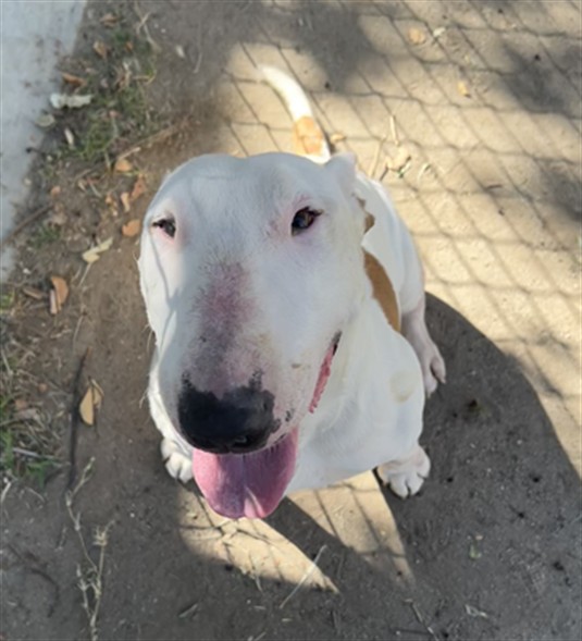 Beans, a Bull Terrier, available for adoption