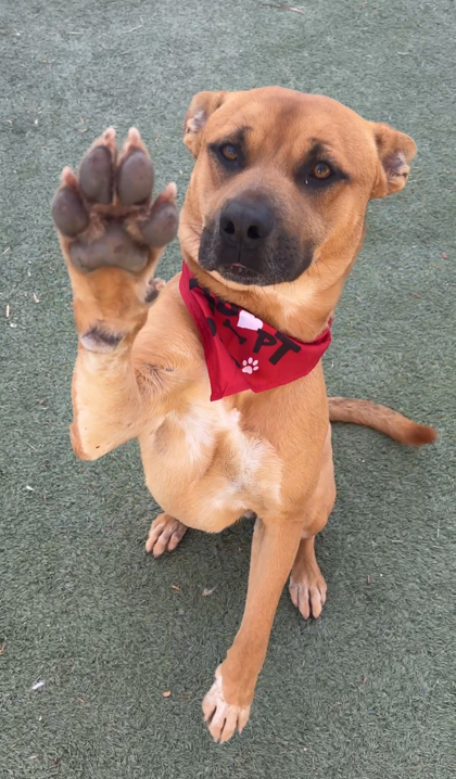 Orange, a Black Mouth Cur, available for adoption