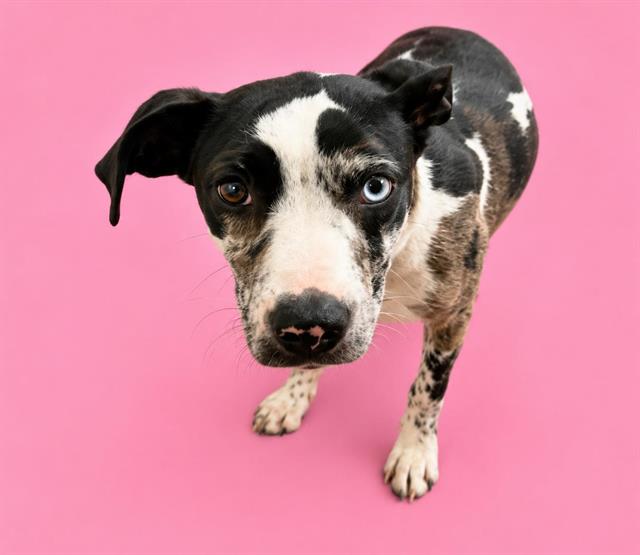 Juno, a Catahoula Leopard Dog (mix breed), available for adoption