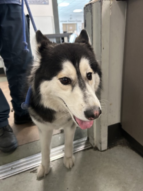 Lassie, a Siberian Husky, available for adoption