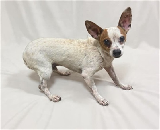 Cheese, a Chihuahua, available for adoption