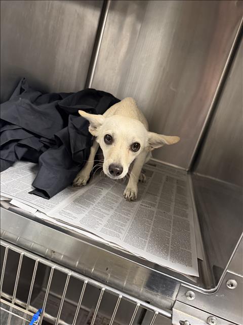 Brenda, a Chihuahua, available for adoption