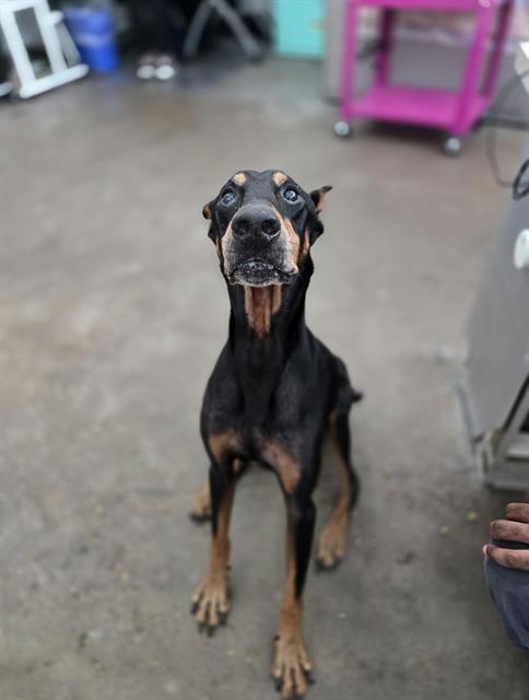 Toby, a Doberman Pinscher, available for adoption