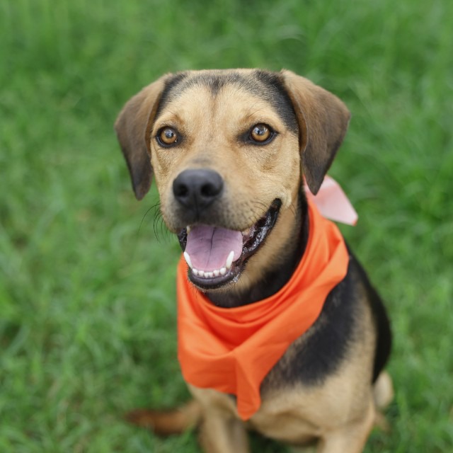Briggs, a American Staffordshire Terrier, available for adoption