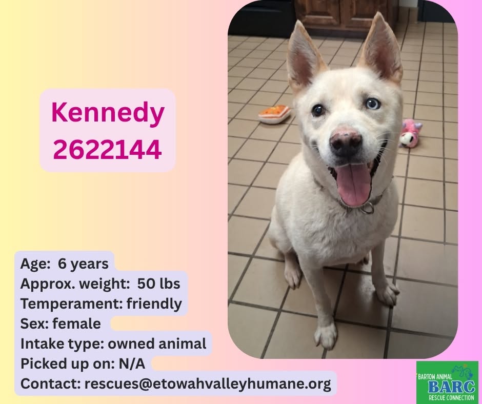 Kennedy, a Husky, available for adoption