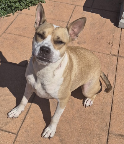 Other Photos of thie Dog