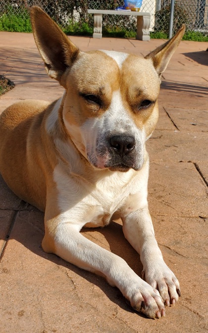 Other Photos of thie Dog
