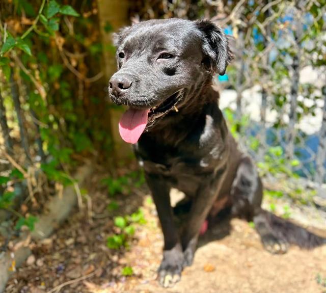 Sparrow, a Pit Bull Terrier (mix breed), available for adoption
