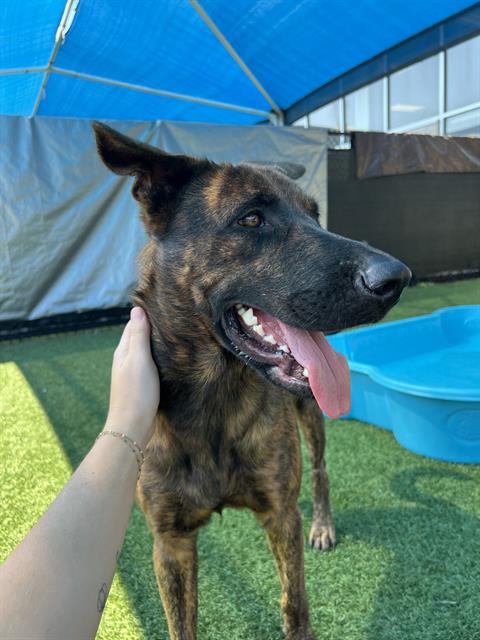 Luke, a Dutch Shepherd (mix breed), available for adoption