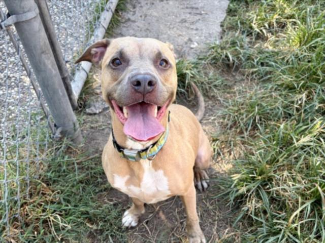 Bando, a Staffordshire Bull Terrier (mix breed), available for adoption