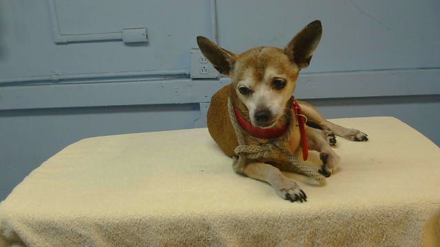 Hershey, a Chihuahua, available for adoption