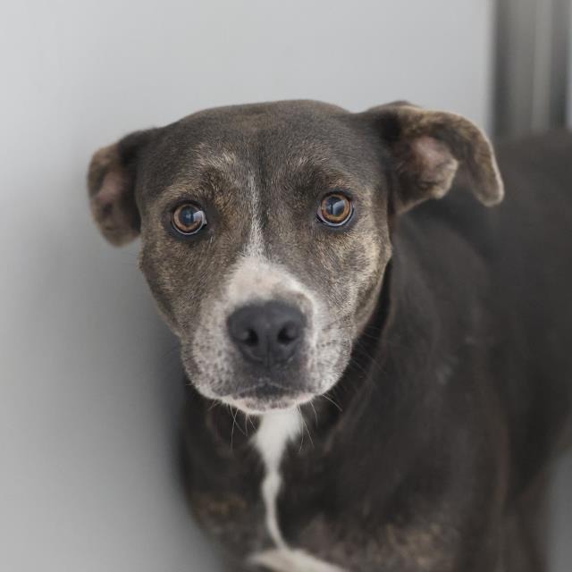 Luna, a American Staffordshire Terrier, available for adoption