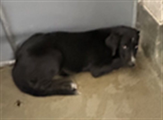 A035172, a Retriever (mix breed), available for adoption