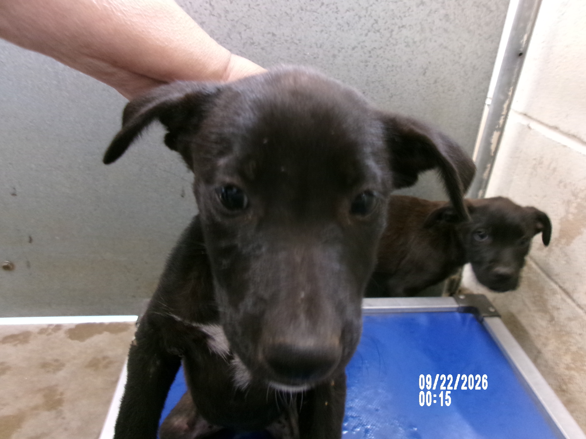 89068, a American Staffordshire Terrier (mix breed), available for adoption