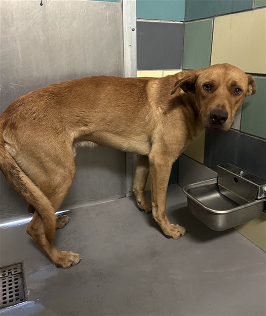 Espresso, a Rhodesian Ridgeback (mix breed), available for adoption
