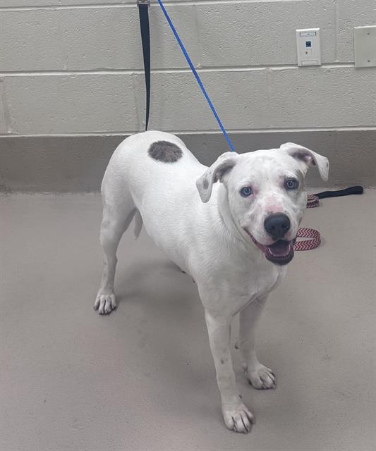Kali, a Pit Bull Terrier, available for adoption