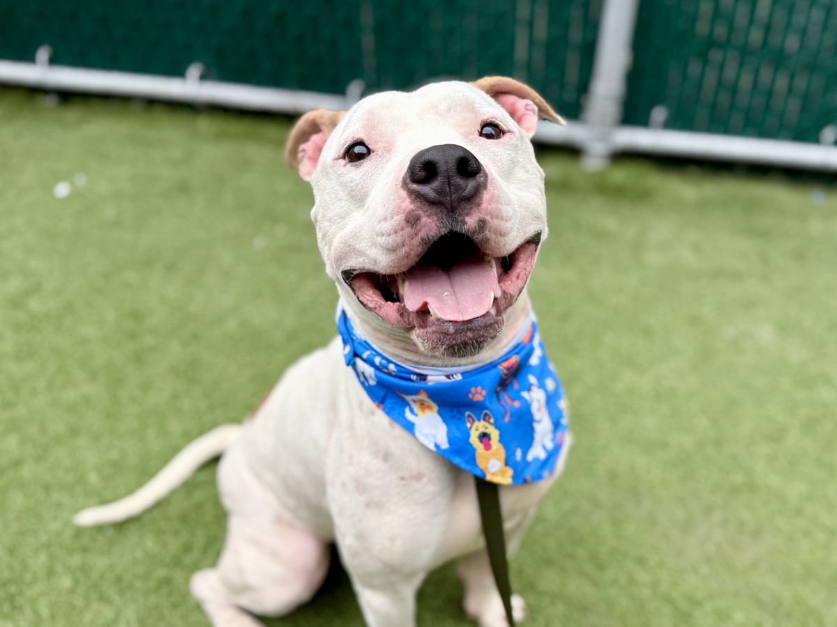 Mr Speckles, a Pit Bull Terrier, available for adoption