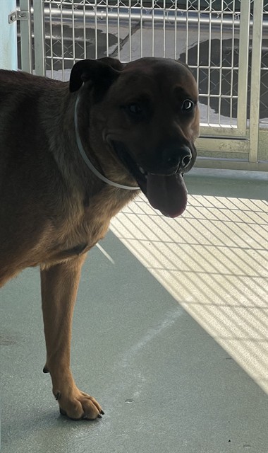 Chiefa, a German Shepherd, available for adoption