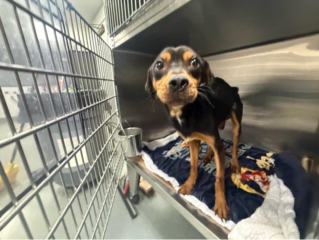 Scout, a Hound (mix breed), available for adoption