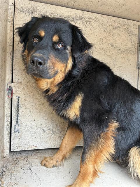 A481003, a Rottweiler, available for adoption