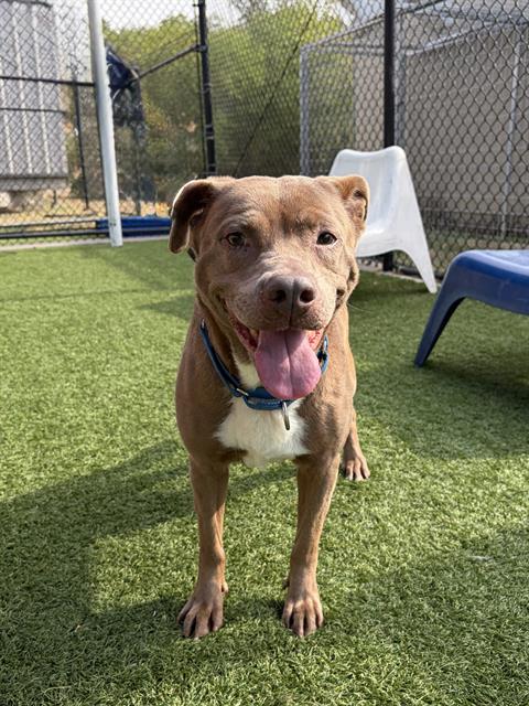 Roxie, a Pit Bull Terrier, available for adoption