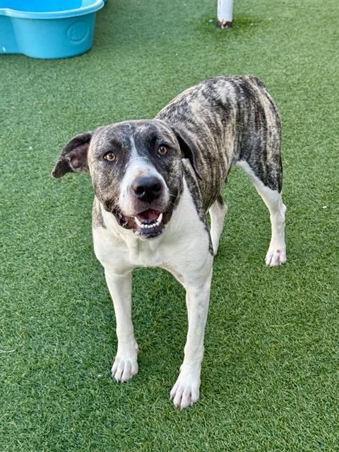 Hailey, a American Staffordshire Terrier (mix breed), available for adoption
