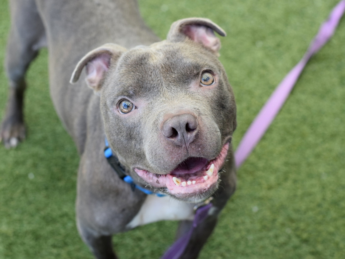 Leapfrog, a Pit Bull Terrier, available for adoption