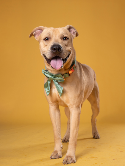 Crash, a Terrier (mix breed), available for adoption