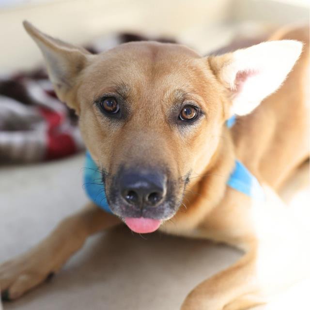Diego, a Shepherd (mix breed), available for adoption