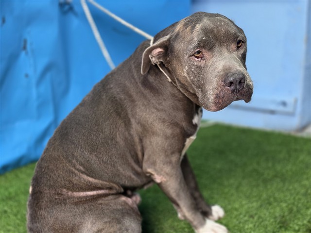A5805272, a Bullmastiff, available for adoption
