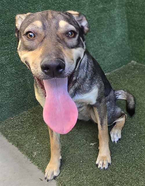 Mia, a German Shepherd, available for adoption