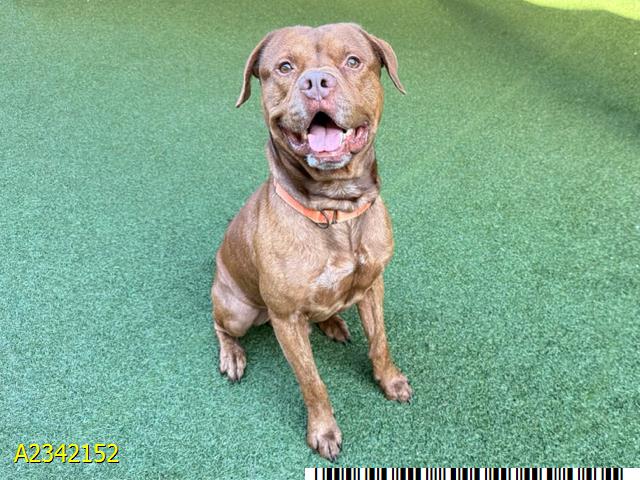 Meatloaf, a American Staffordshire Terrier, available for adoption