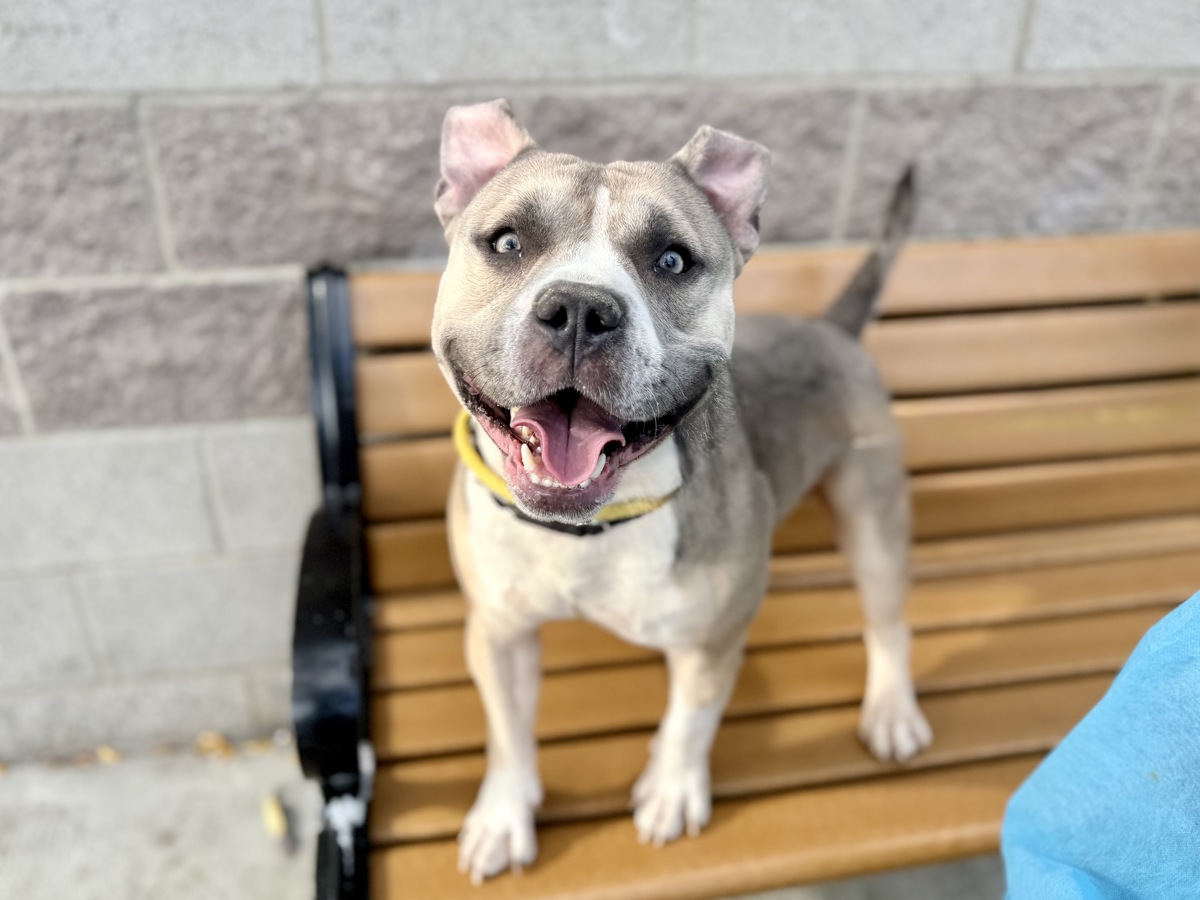 Milo Bear, a American Staffordshire Terrier, available for adoption