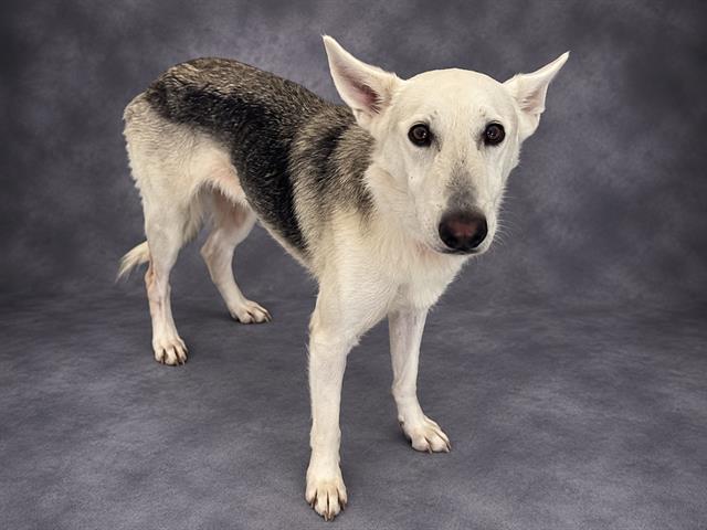 Nayla, a German Shepherd (mix breed), available for adoption