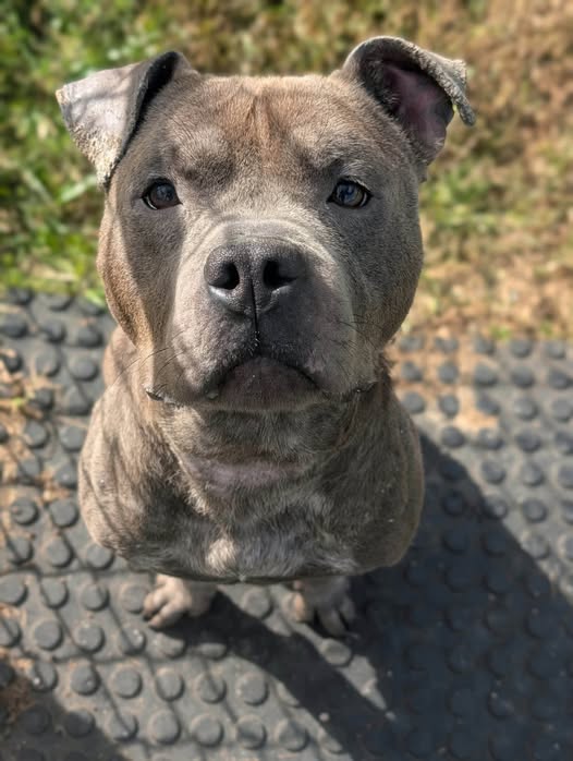 Elias, a Pit Bull Terrier, available for adoption