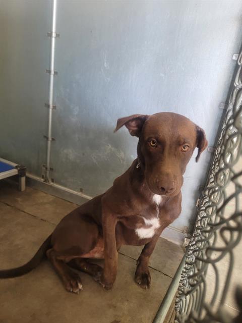 Muddy Bud, a Chocolate Labrador Retriever, available for adoption